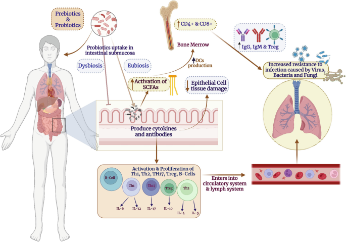Synbiotic Therapy with LGG in Stage 3 COPD: Inflammation and Lung Function
